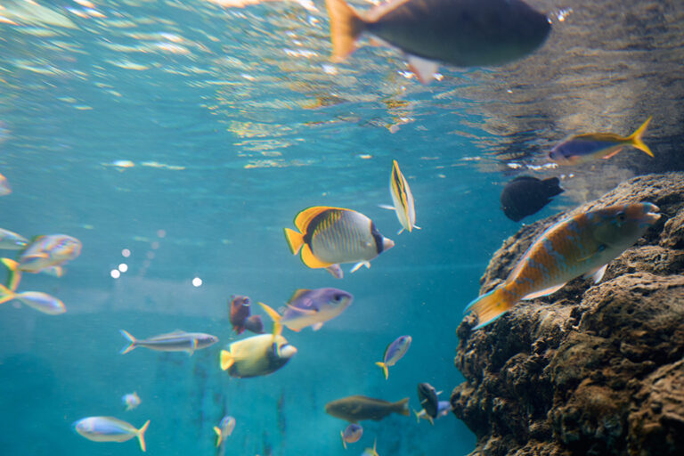 【おさかなプロジェクト】　「みんなで決めよう！新しい水族園の生き物たち」を開催しました