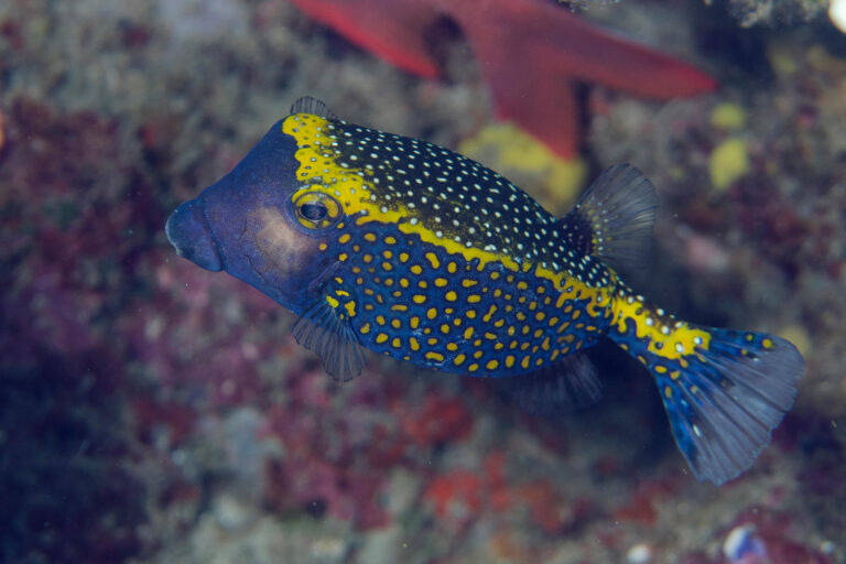 【おさかなプロジェクト】　結果発表！「みんなで決めよう！新しい水族園の生き物たち」