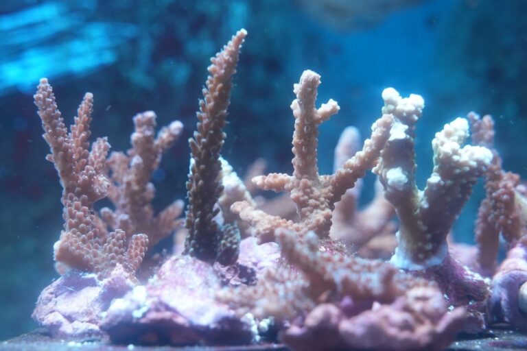 【サンゴプロジェクト】　「サンゴの苗を作ってみよう」イベントを開催しました