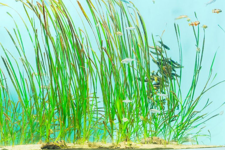 「みんなで決めよう！新しい水族園の生き物たち 第2弾」を開催しました
