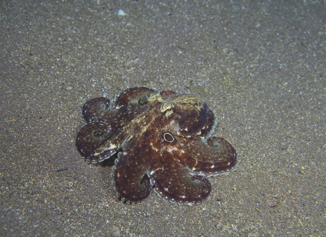 結果発表！「みんなで決めよう！新しい水族園の生き物たち 第２弾」